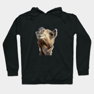 Moroccan dromedary camel Hoodie